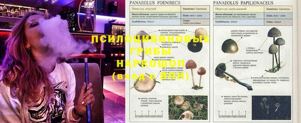 дмт Пересвет